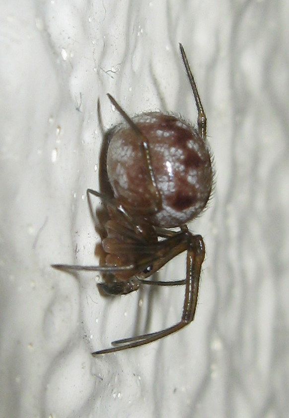 Maschio di Steatoda triangulosa ultima muta - Treviso (TV)