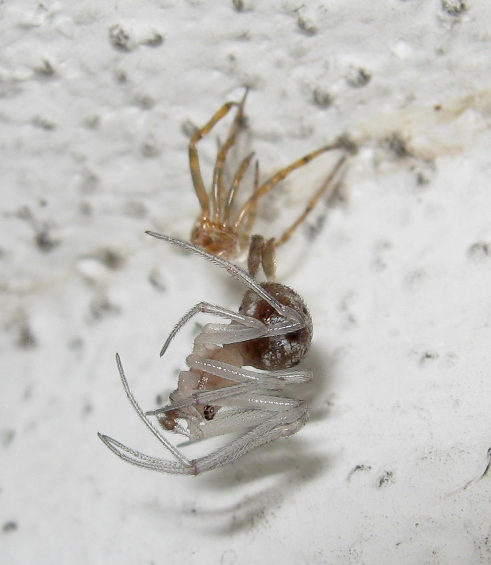 Maschio di Steatoda triangulosa ultima muta - Treviso (TV)