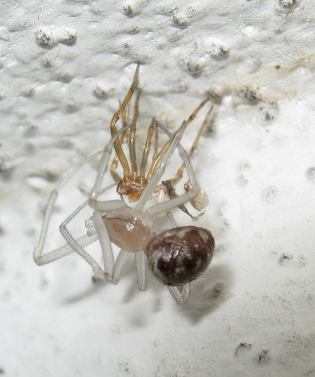 Maschio di Steatoda triangulosa ultima muta - Treviso (TV)