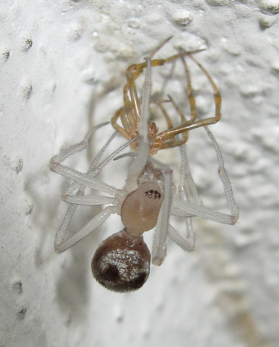 Maschio di Steatoda triangulosa ultima muta - Treviso (TV)