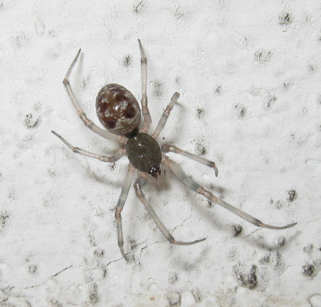 Maschio di Steatoda triangulosa ultima muta - Treviso (TV)