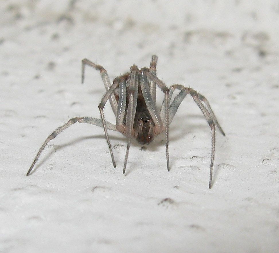 Maschio di Steatoda triangulosa ultima muta - Treviso (TV)