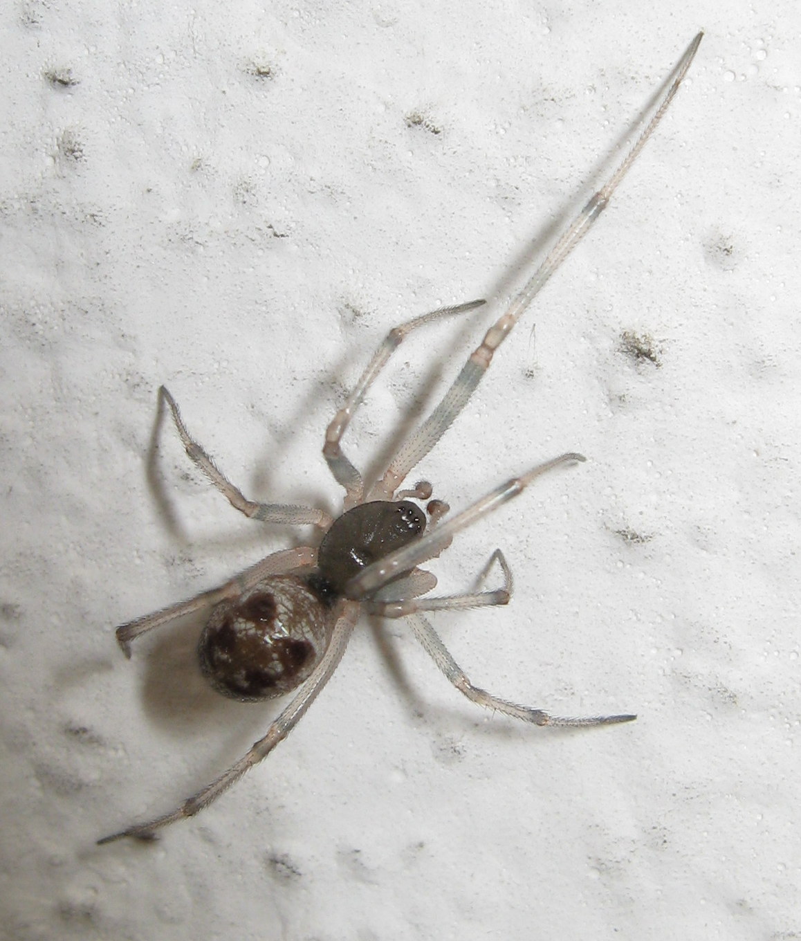 Maschio di Steatoda triangulosa ultima muta - Treviso (TV)