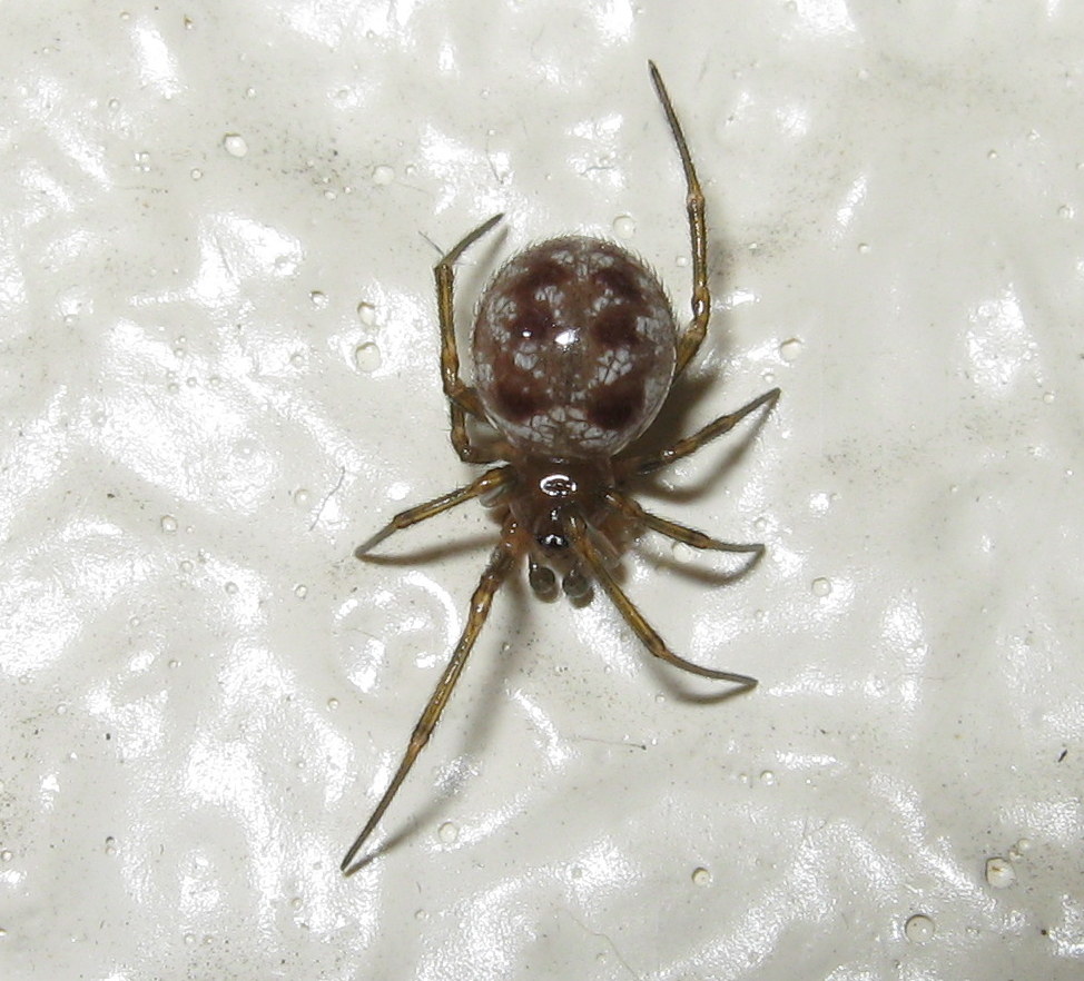 Maschio di Steatoda triangulosa ultima muta - Treviso (TV)