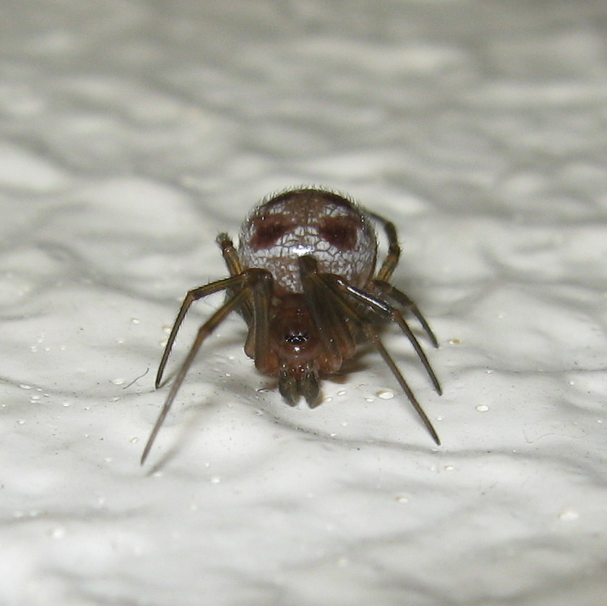 Maschio di Steatoda triangulosa ultima muta - Treviso (TV)