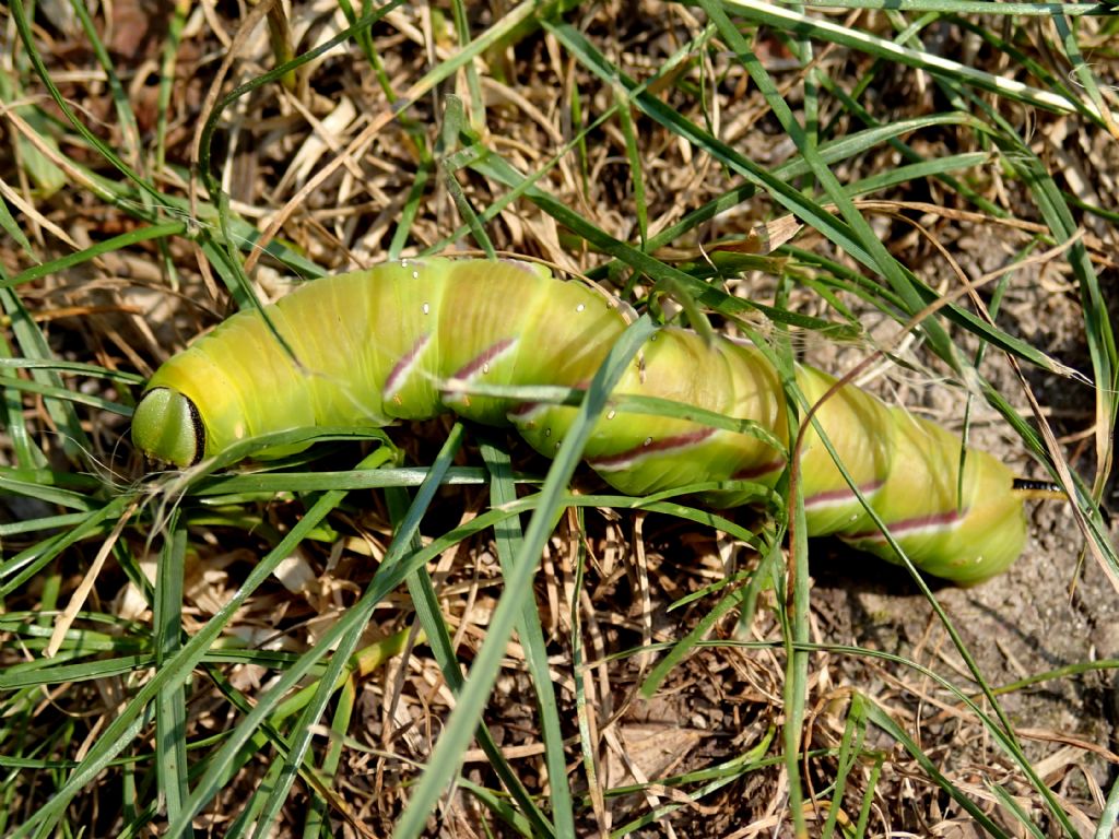 Bruco di Sphinx ligustri? S