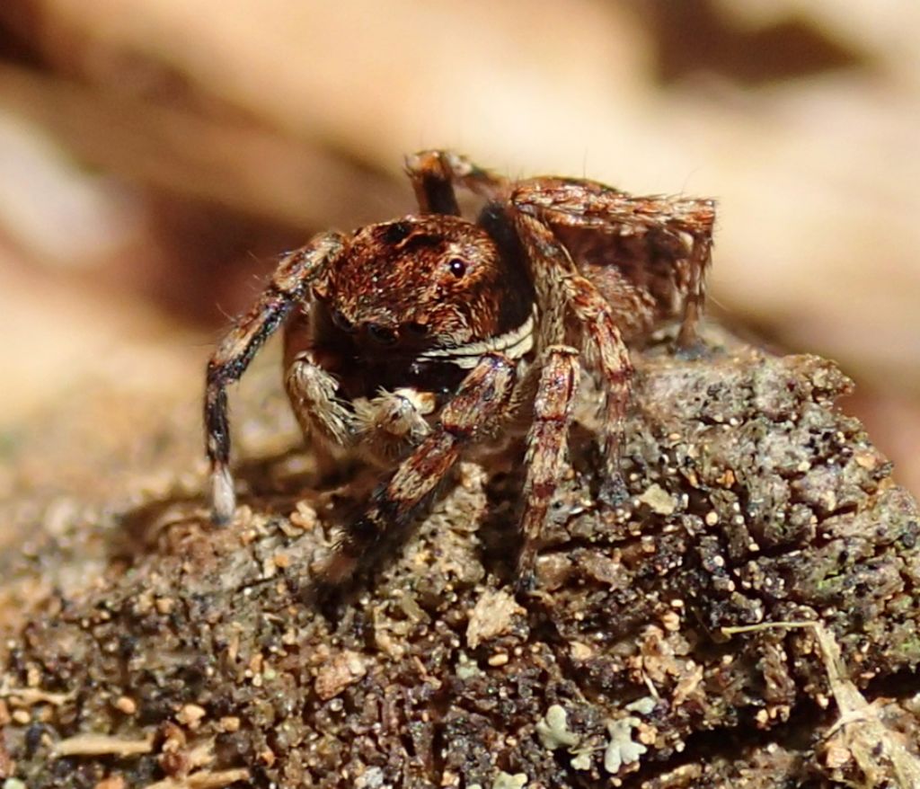 Sitticus cfr. saxicola - Rocca Pietore (BL)