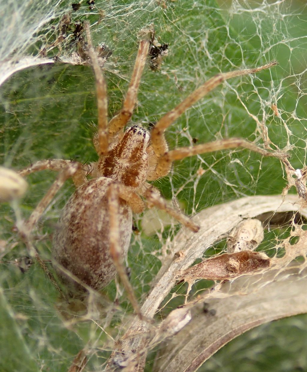 Allagelena gracilens - Lughignano (TV)