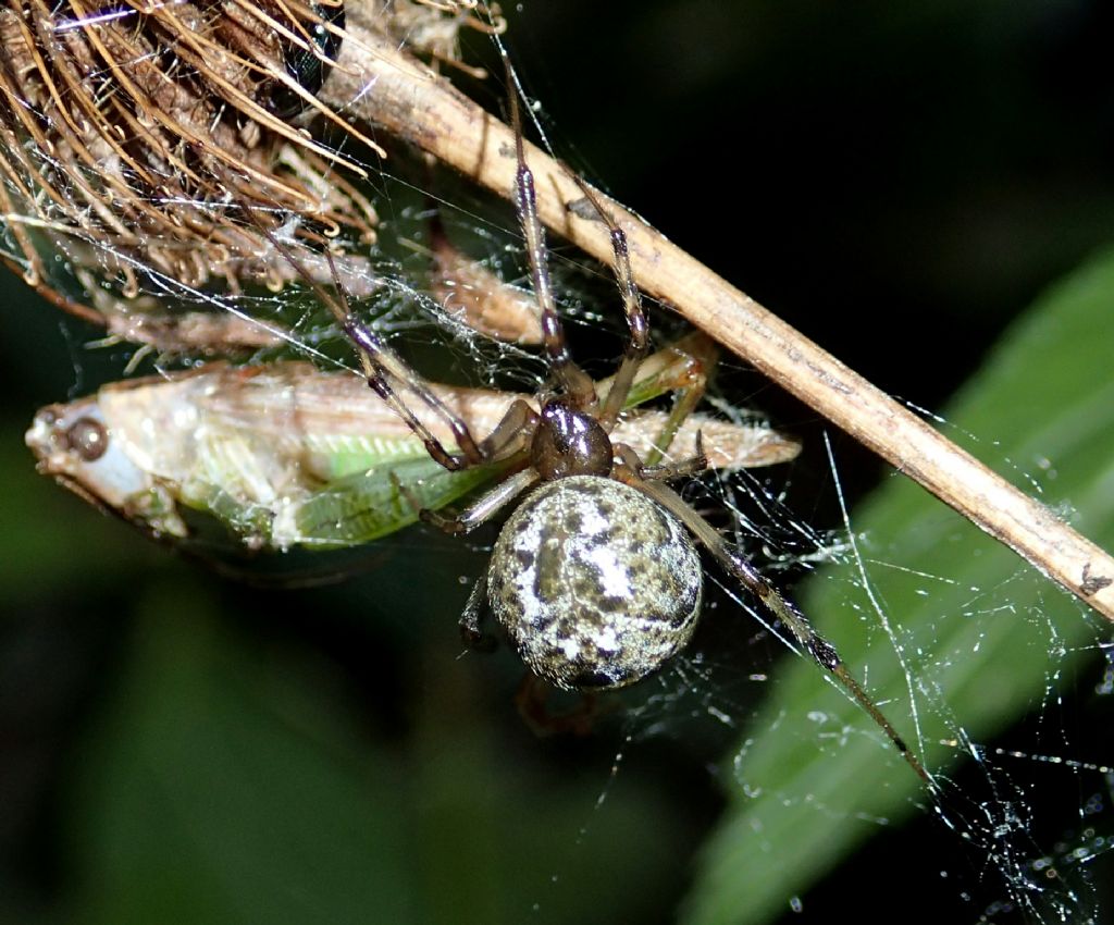 Parasteatoda tepidariorum con Ortottero -Catena di Villorba (TV)