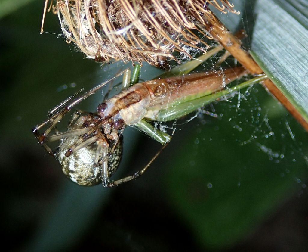 Parasteatoda tepidariorum con Ortottero -Catena di Villorba (TV)