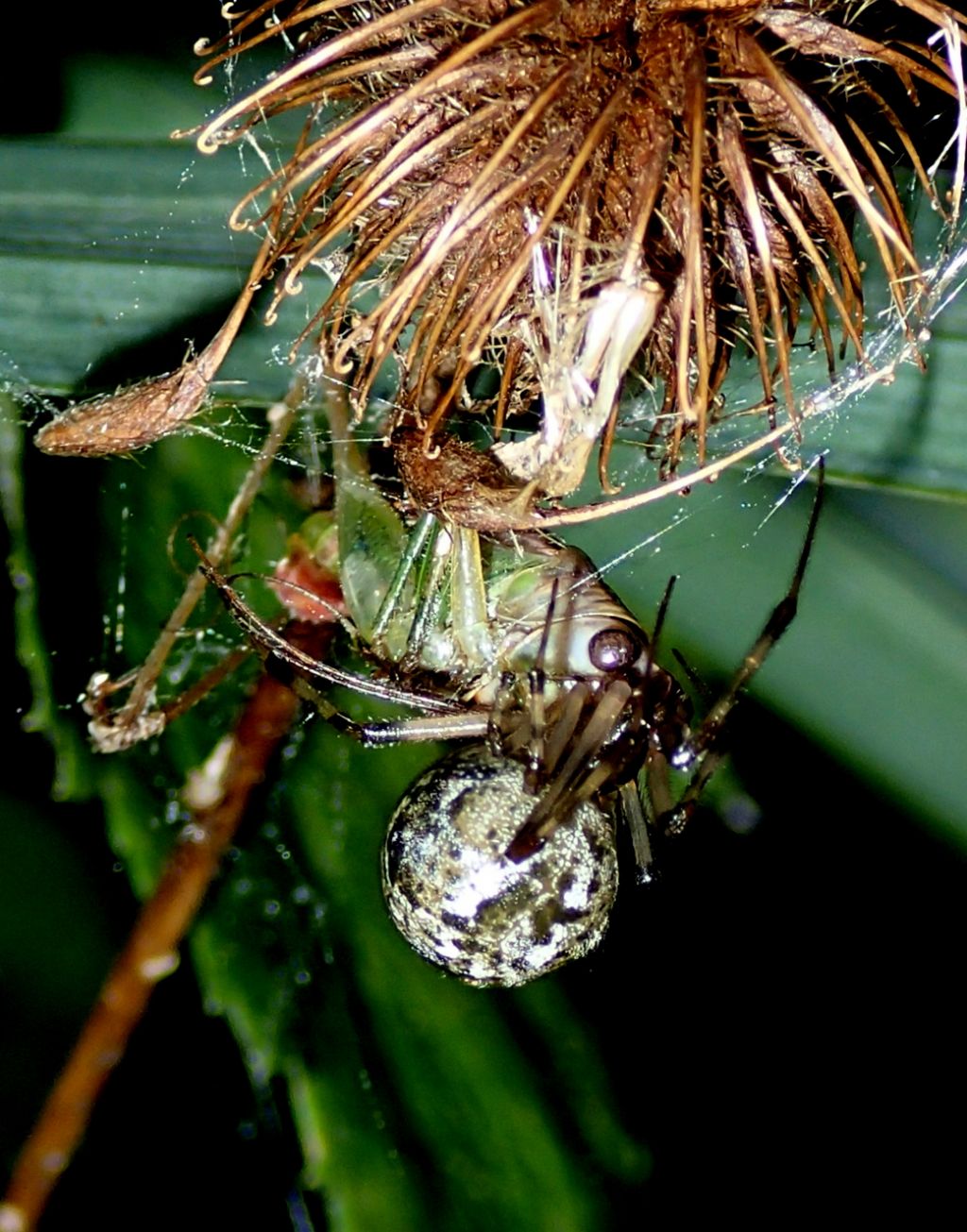 Parasteatoda tepidariorum con Ortottero -Catena di Villorba (TV)