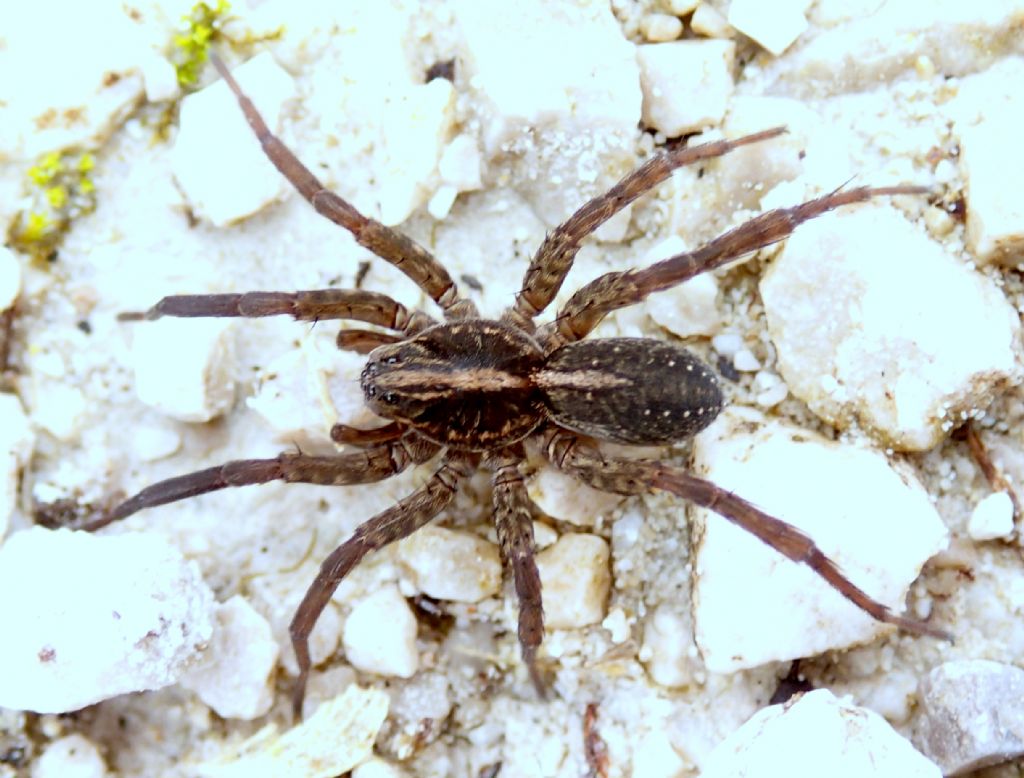 Trochosa sp. maschio -Lughignano TV