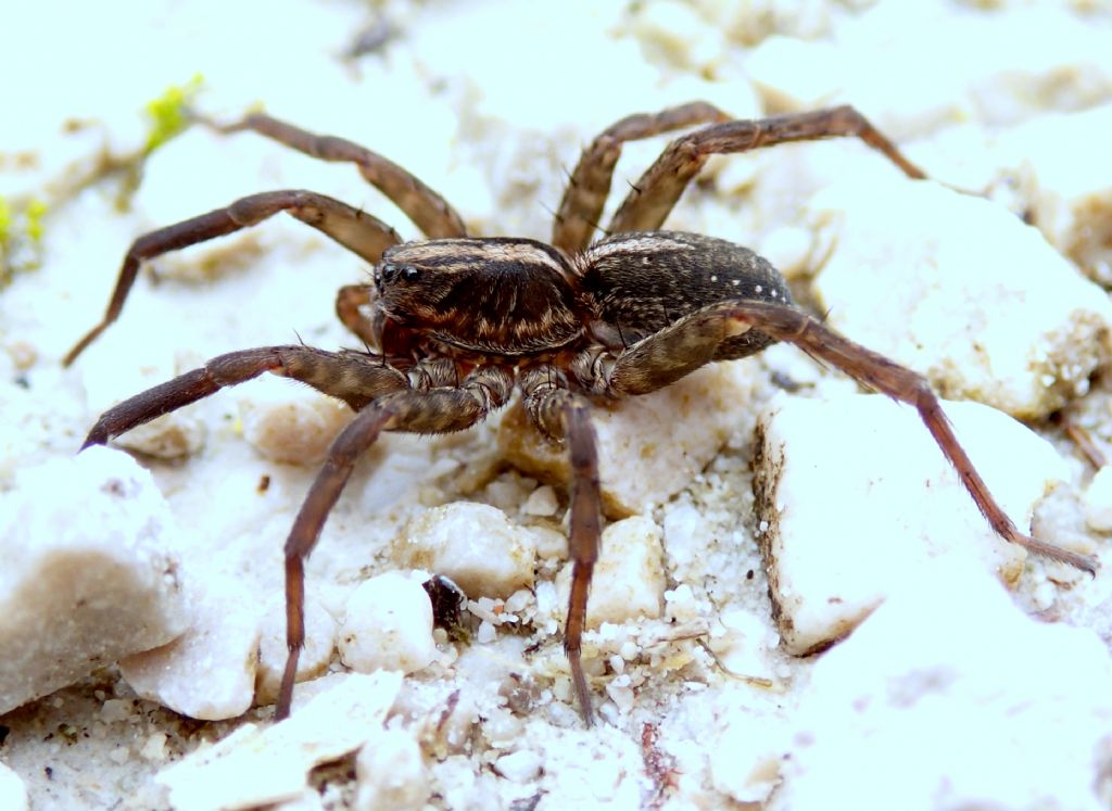 Trochosa sp. maschio -Lughignano TV