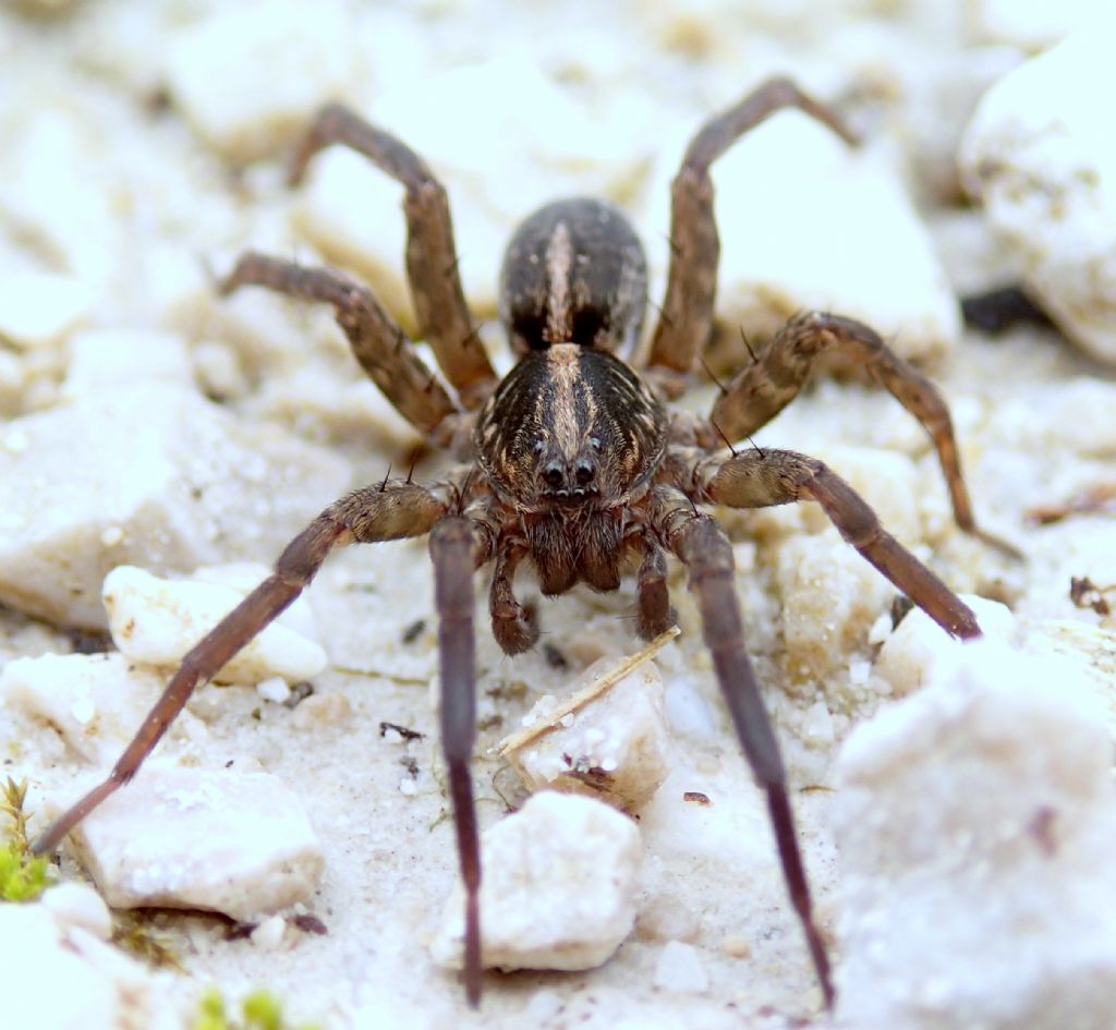 Trochosa sp. maschio -Lughignano TV