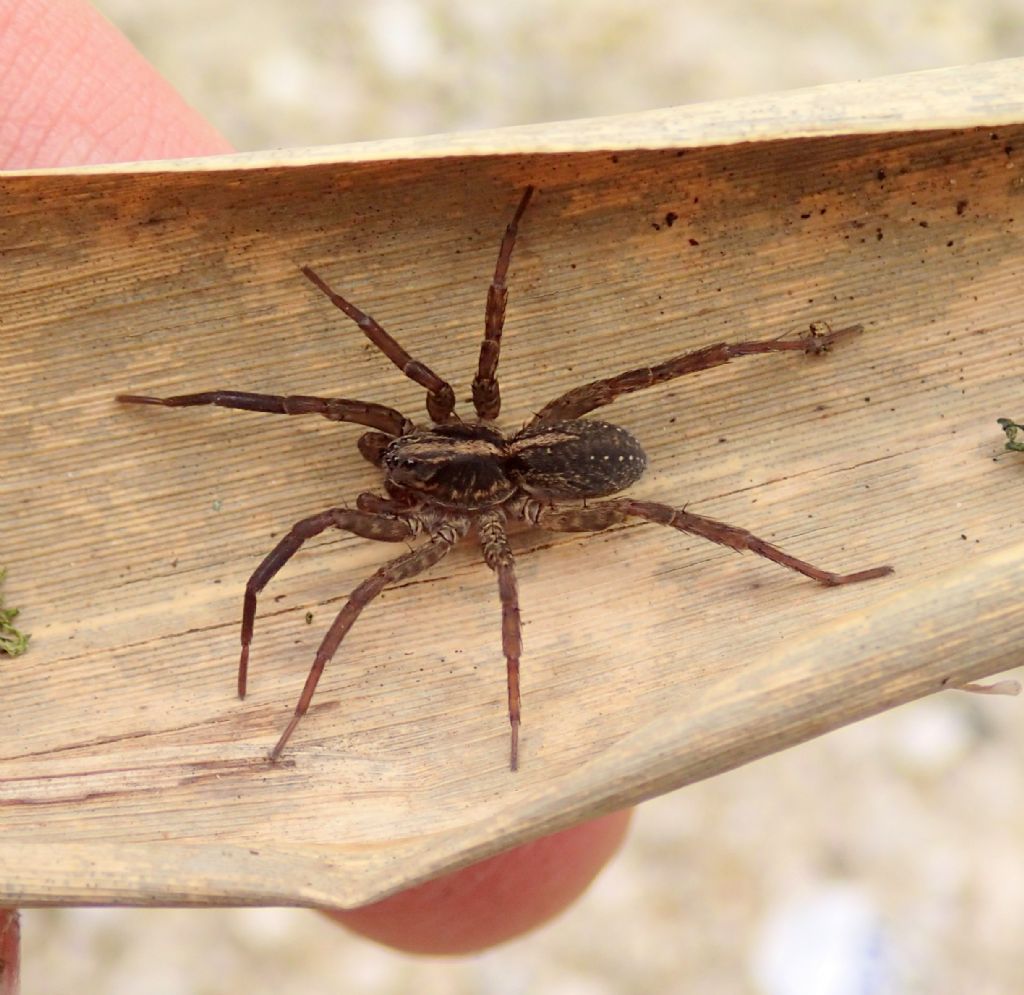 Trochosa sp. maschio -Lughignano TV