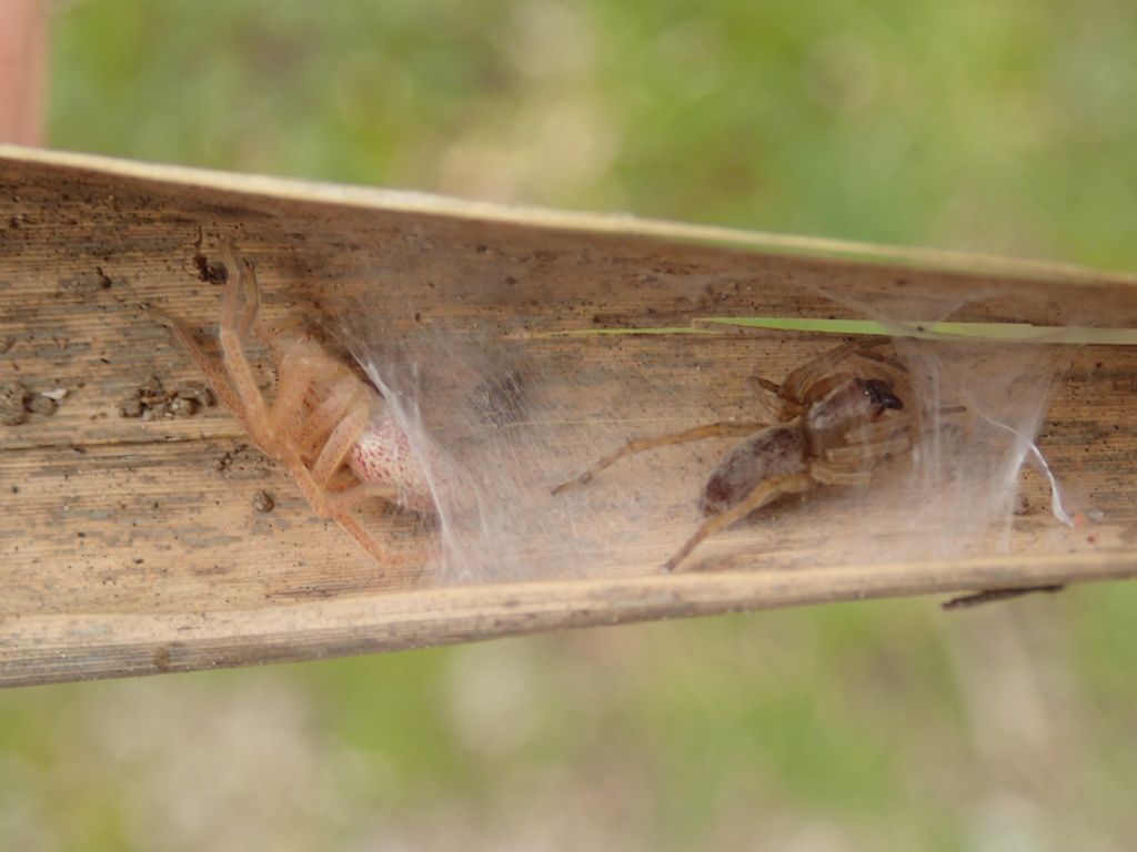 Micrommata virescens e Clubiona sp.-Lughignano TV