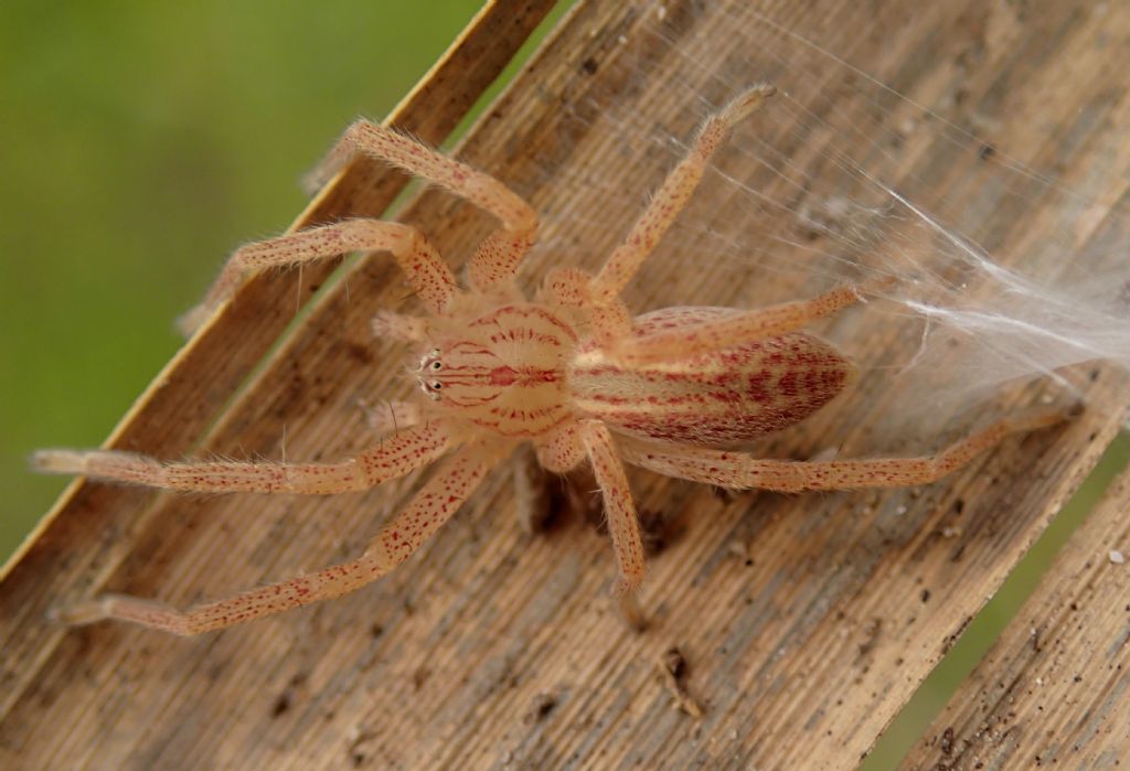 Micrommata virescens e Clubiona sp.-Lughignano TV