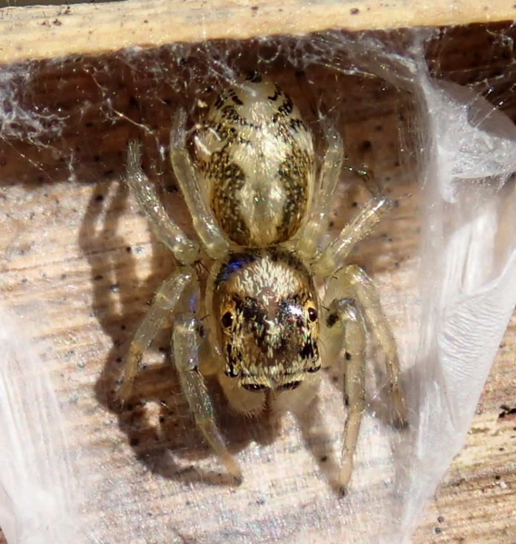 Phintella castriesiana -giovane maschio- Lughignano TV