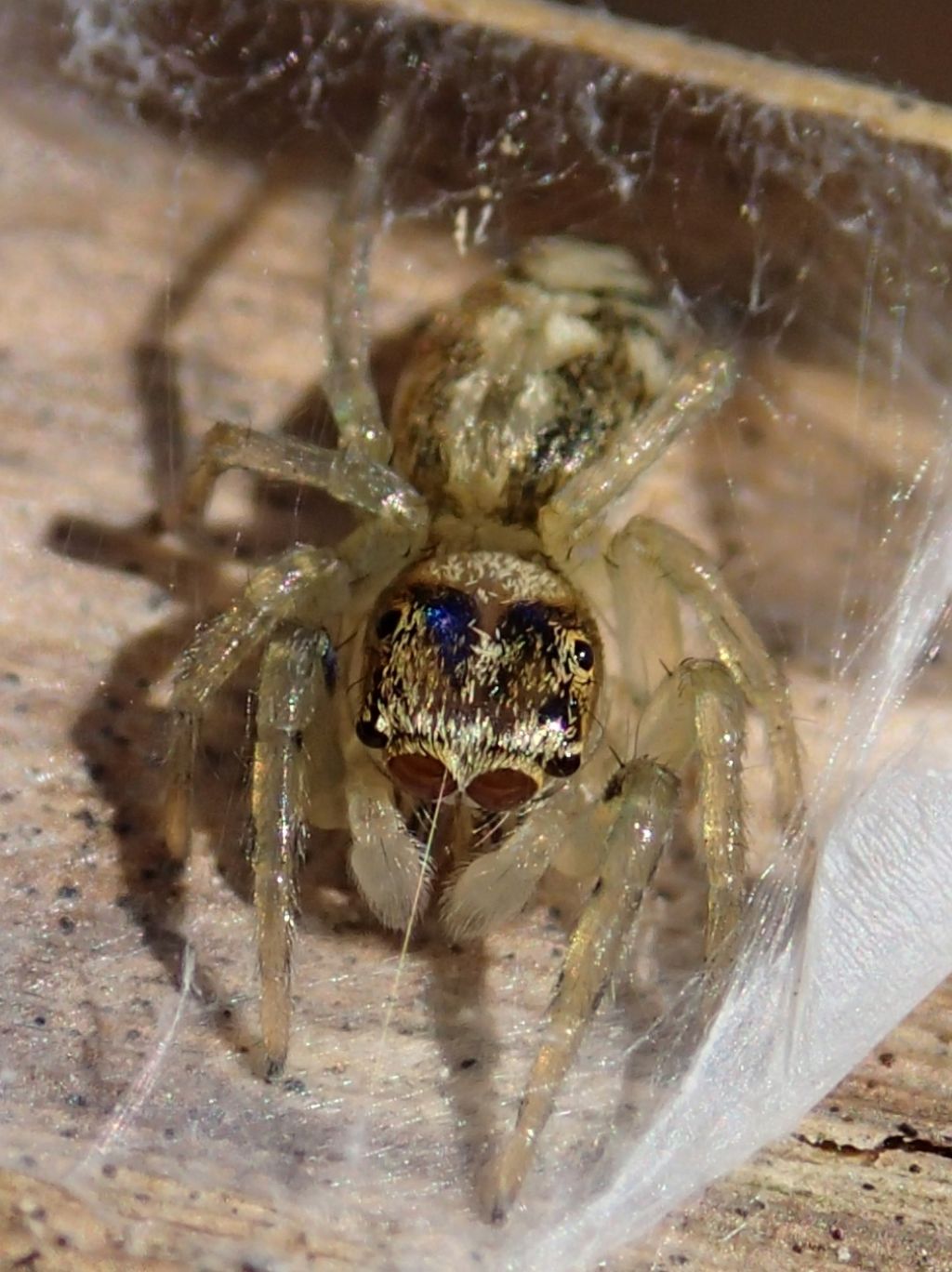 Phintella castriesiana -giovane maschio- Lughignano TV