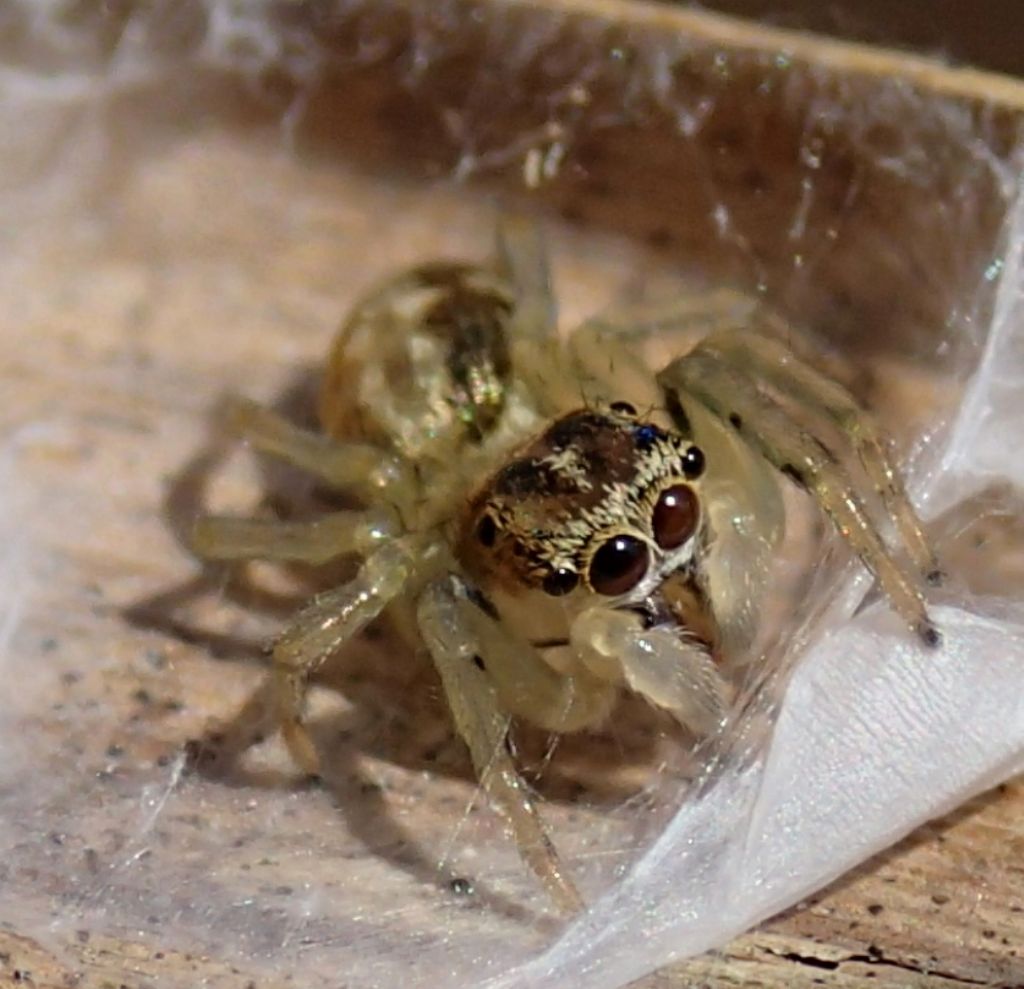 Phintella castriesiana -giovane maschio- Lughignano TV