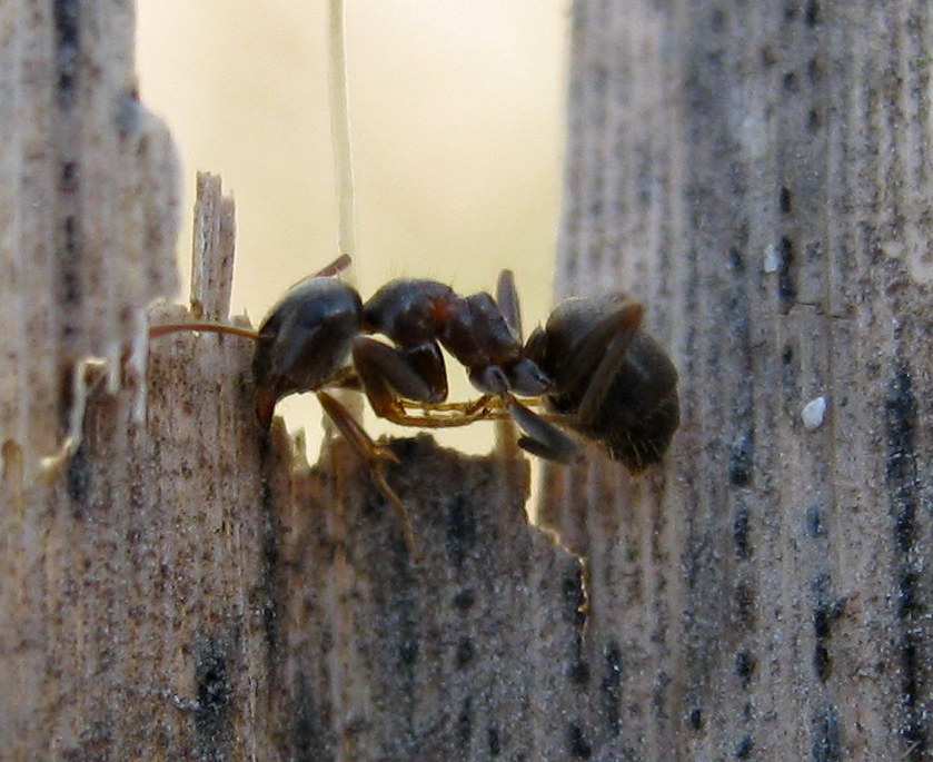 Pseudoscorpiones stranezza