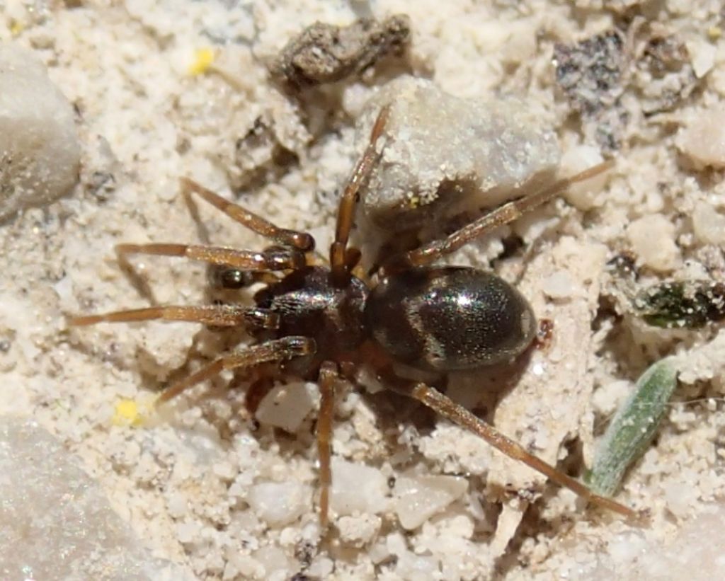 Phrurolithus sp  maschio subadulto.- Lughignano (TV)