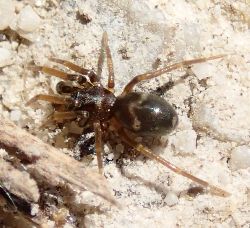 Phrurolithus sp  maschio subadulto.- Lughignano (TV)