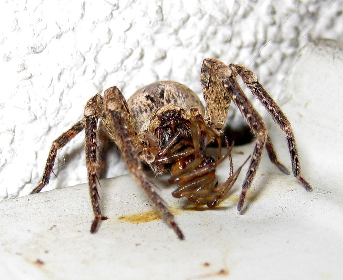 Zoropsis spinimana preda Steatoda triangulosa -Treviso (TV)