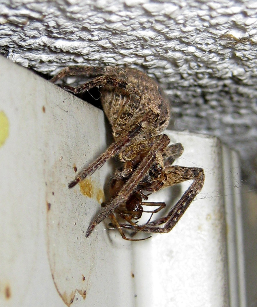 Zoropsis spinimana preda Steatoda triangulosa -Treviso (TV)