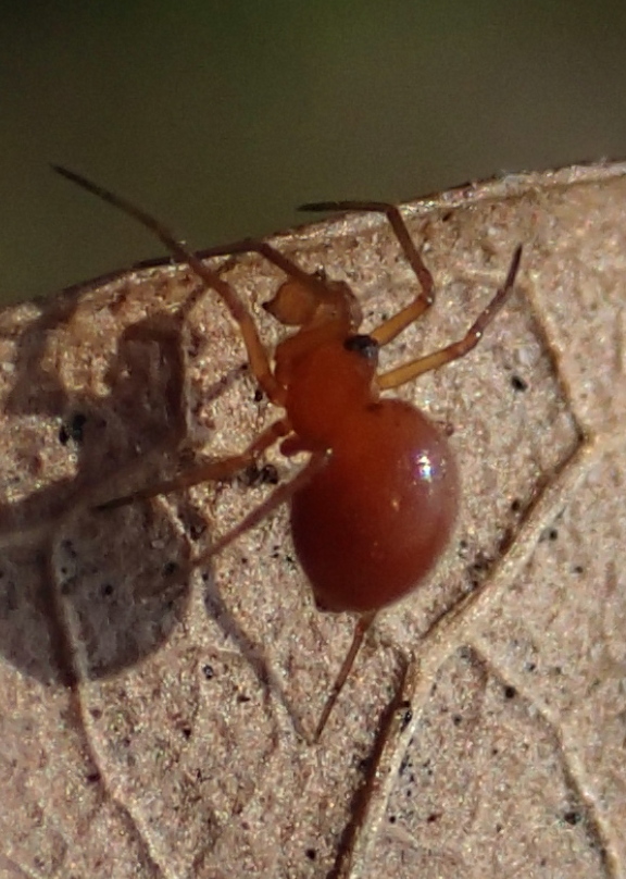 Nematogmus sanguinolentus ?