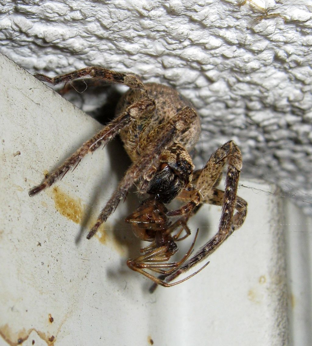 Zoropsis spinimana preda Steatoda triangulosa -Treviso (TV)