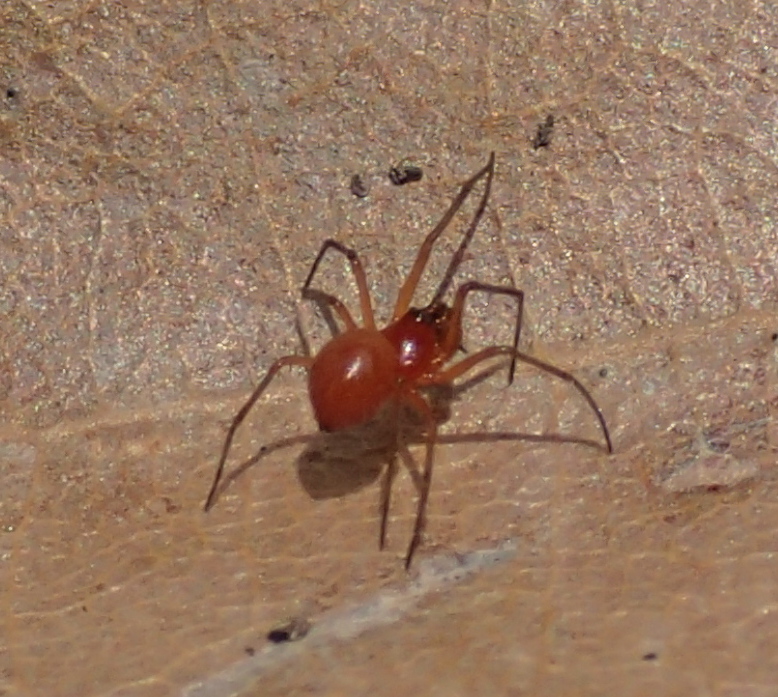 Nematogmus sanguinolentus ?