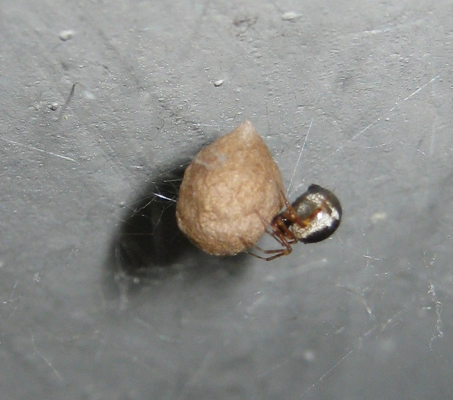 a proposito di Sardinidion ragno opportunista?