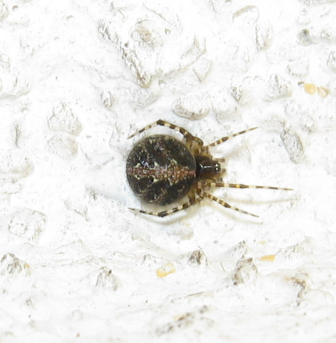 Theridion sp. con ovisacco - Treviso