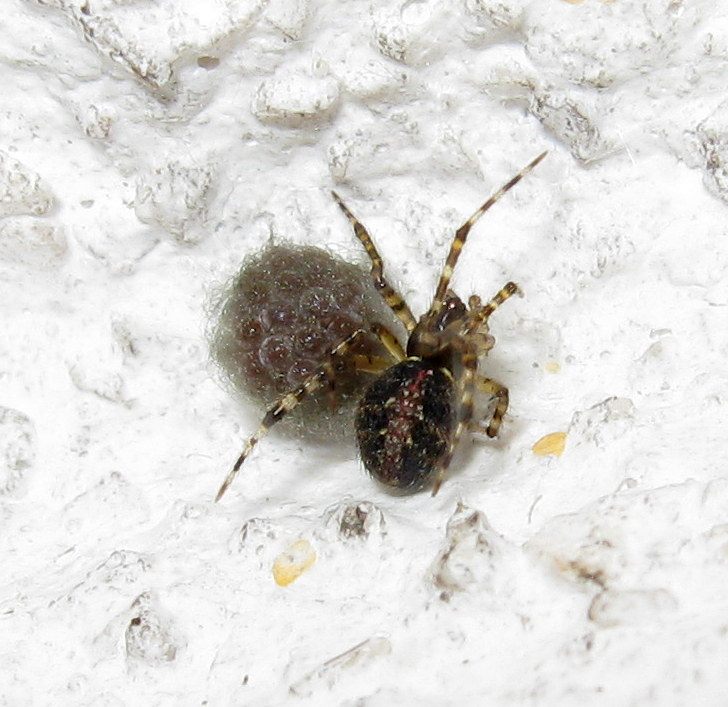 Theridion sp. con ovisacco - Treviso