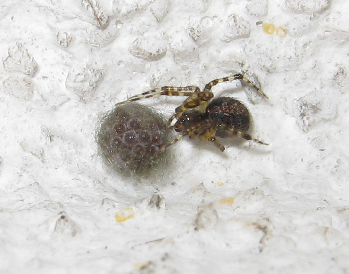Theridion sp. con ovisacco - Treviso