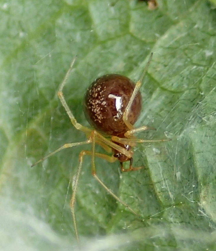 Neottiura bimaculata ?