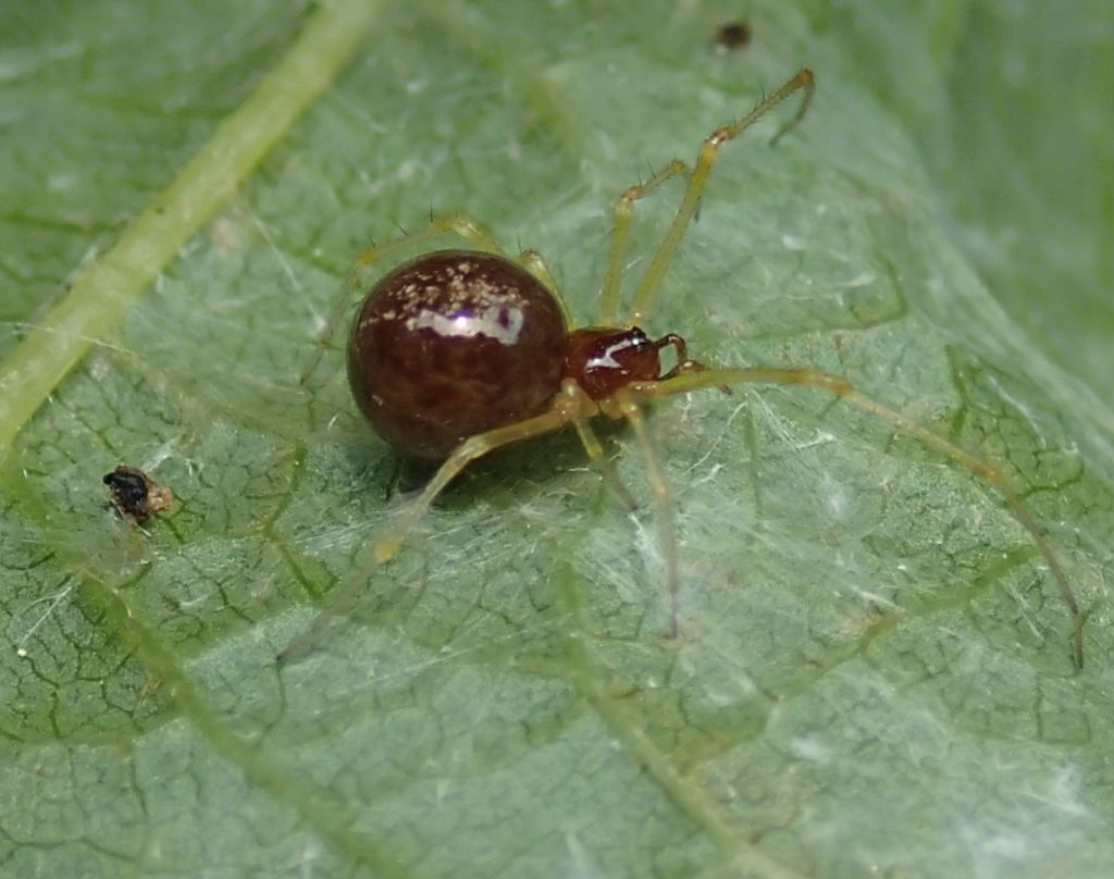 Neottiura bimaculata ?