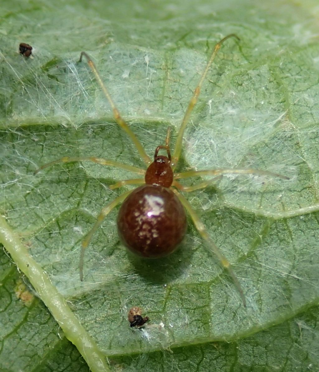 Neottiura bimaculata ?