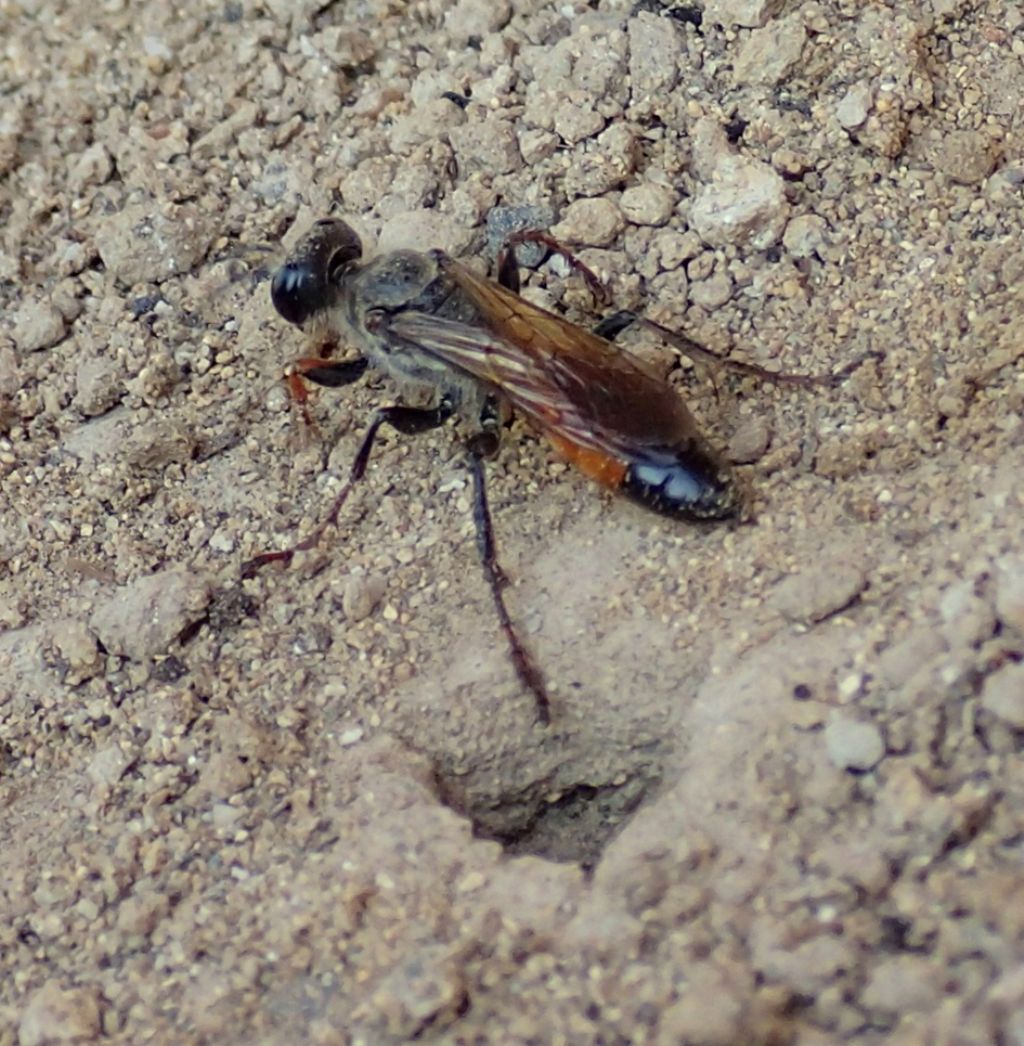 Avispa excavadora de oro