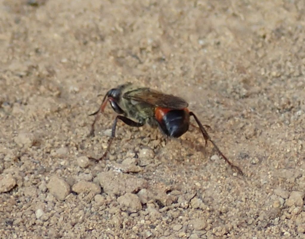 Sphecidae: Sphex funerarius, femmina