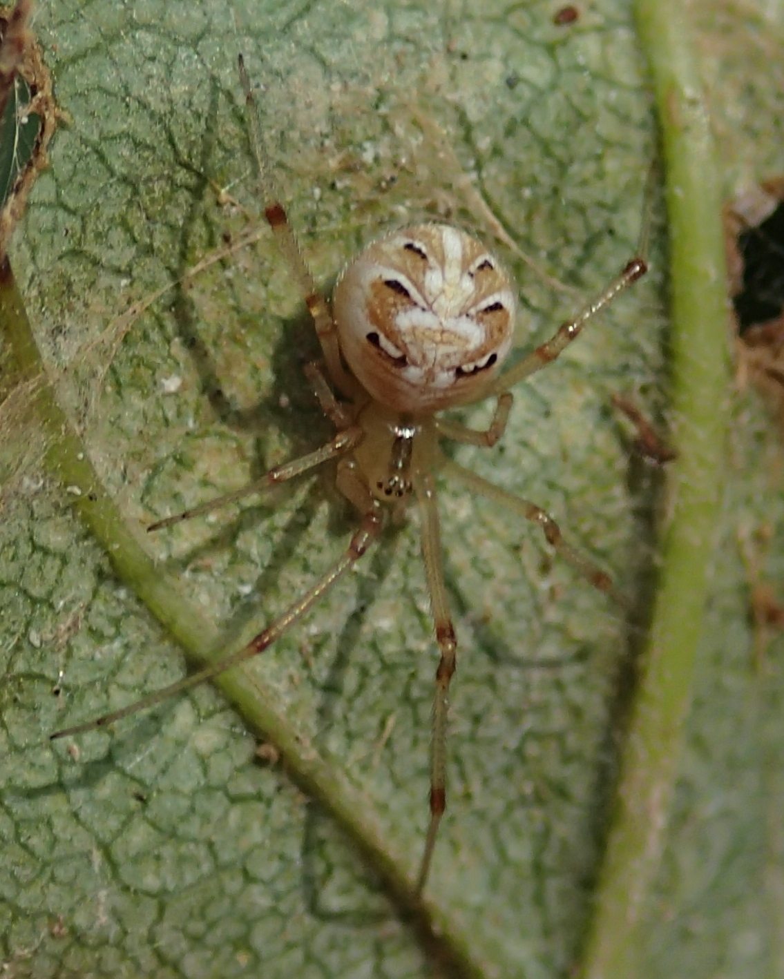 Phylloneta sp.