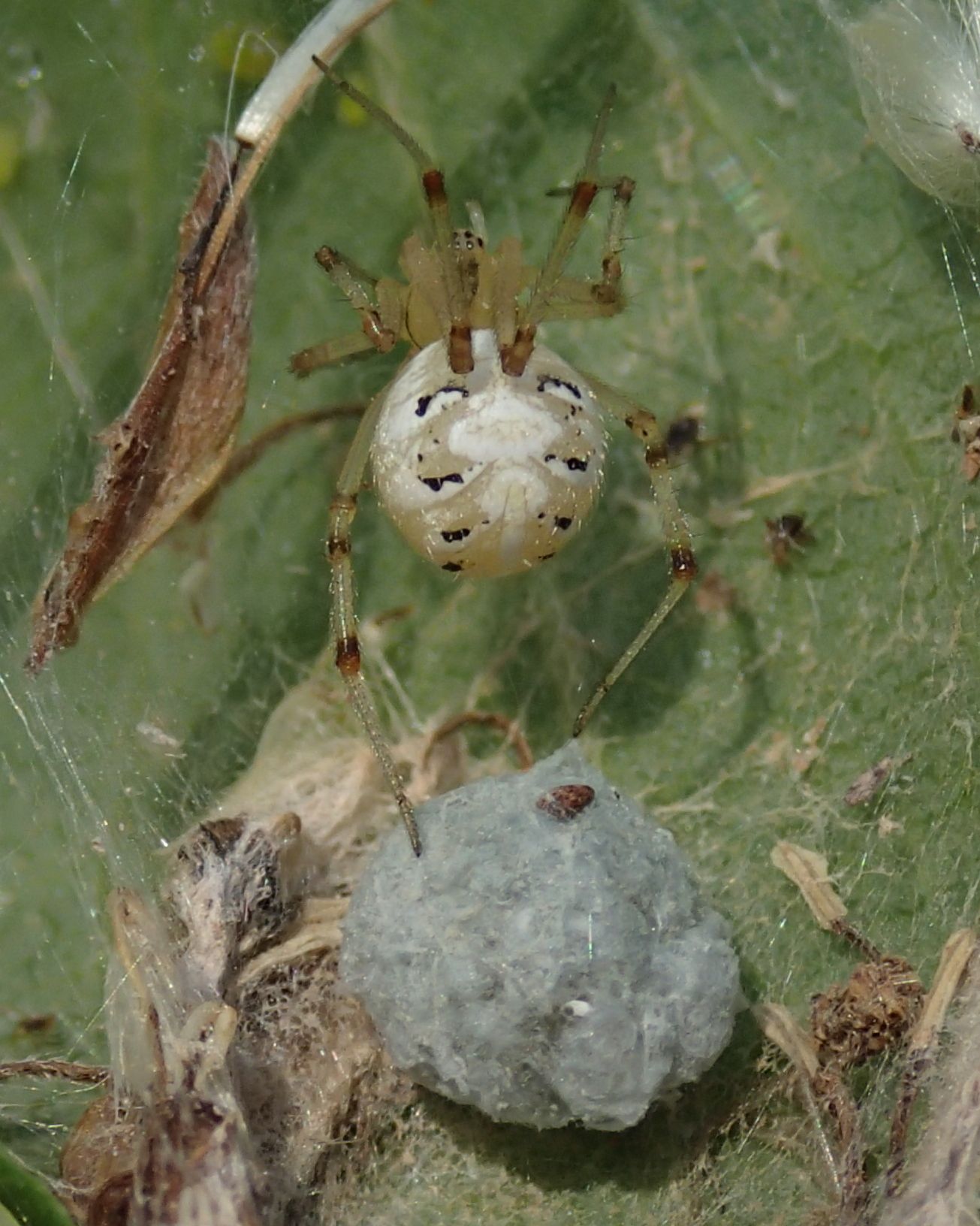 Phylloneta sp.