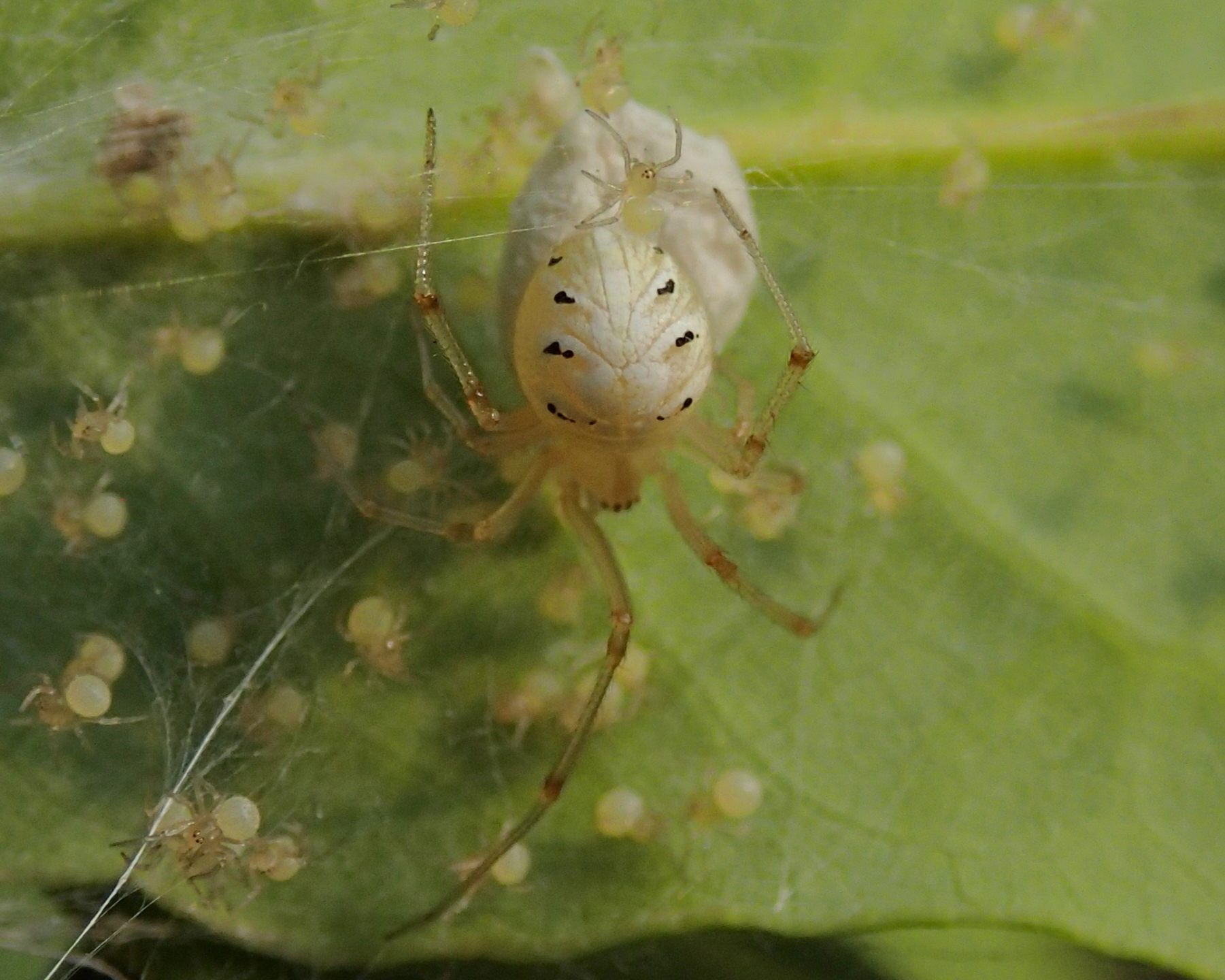 Phylloneta sp.