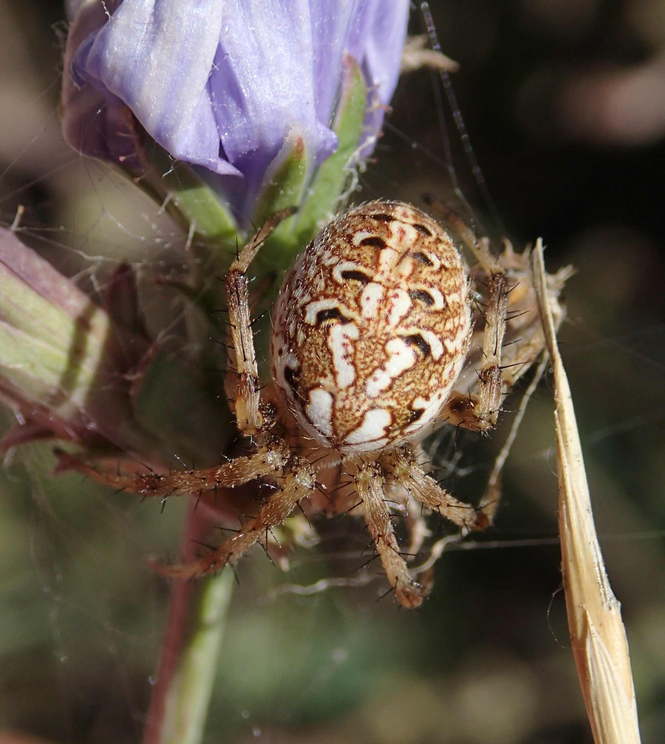 Neoscona byzanthina - Mengara (PG)