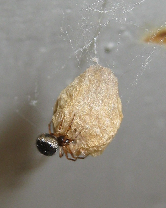 a proposito di Sardinidion ragno opportunista?