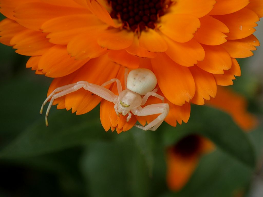 Misumena vatia Treviso (TV)