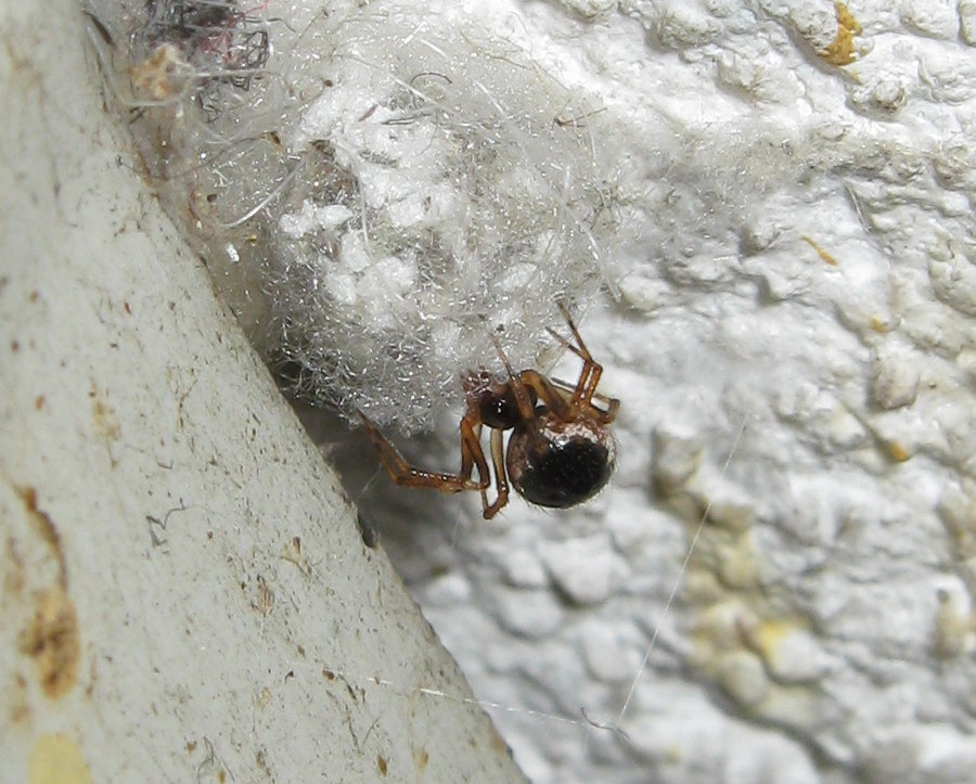 a proposito di Sardinidion ragno opportunista?