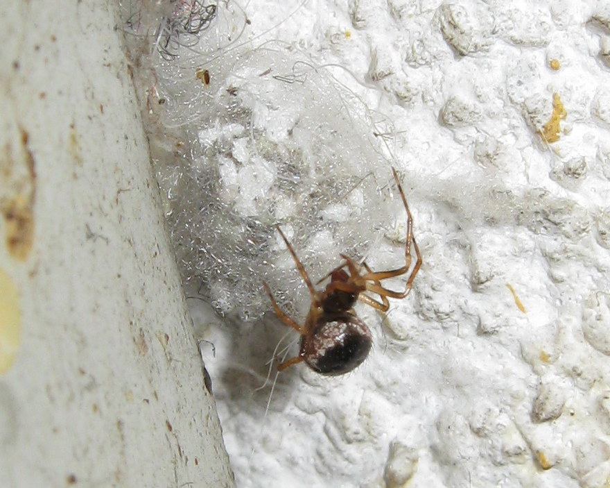 a proposito di Sardinidion ragno opportunista?