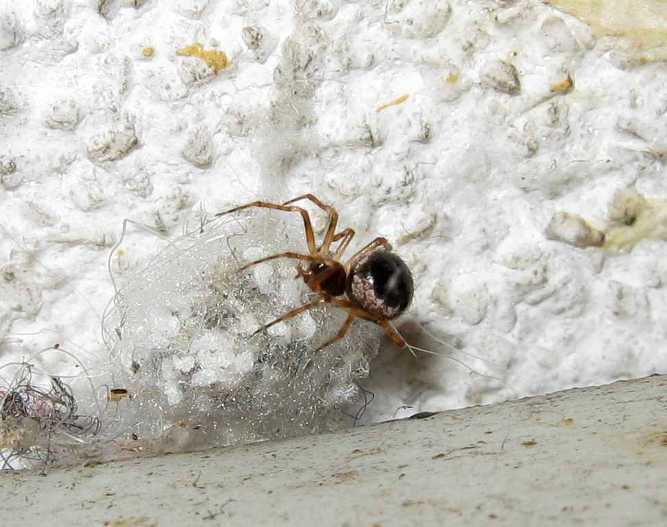 a proposito di Sardinidion ragno opportunista?